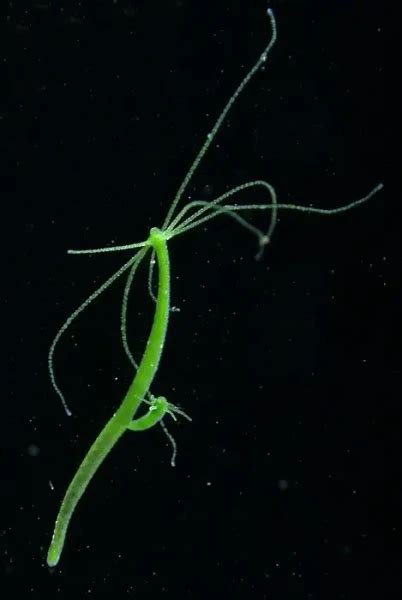 Hydra viridissima - Facts, Diet, Habitat & Pictures on Animalia.bio