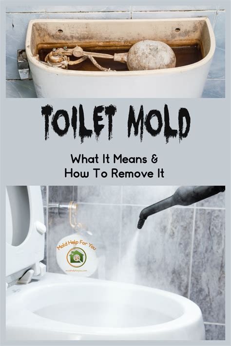 Toilet Mold – What It Is, How To Remove It, and How To Prevent It ...