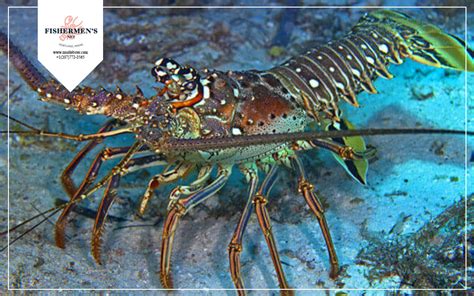 12 Different Types Of Lobster That You Need To Know | Fishermen's Net