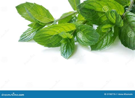 Peppermint Stock Photo Image Of Flora Prepare Nature 3198776