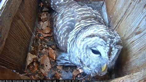 2022 WBU Barred Owl Cam Returns Female Calls From Nest Box March 3