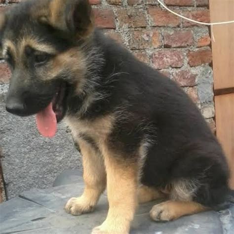 Alsatian Puppy - Pets - Nigeria