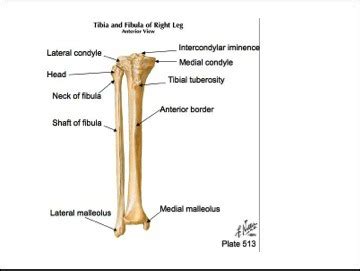 Knee And Femur Flashcards Quizlet