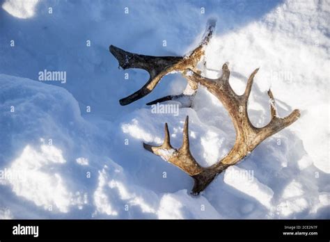 Medicine Antlers Hi Res Stock Photography And Images Alamy