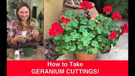 How To Propagate Geraniums Stem Cuttings Ivy Geranium Pelargoniums