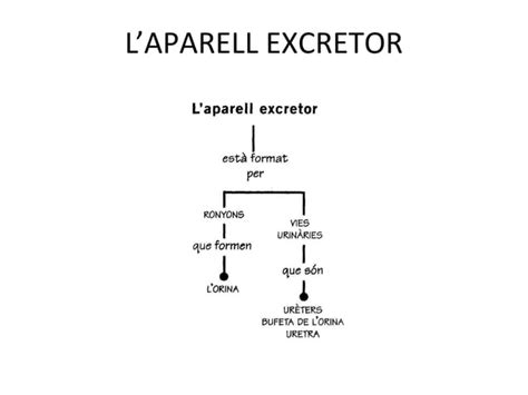 Laparell Excretor Ppt