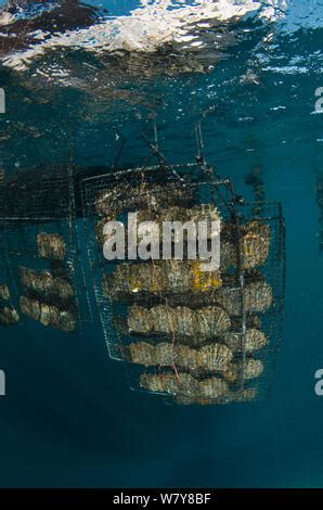 Pearl Farming Racks Underwater J Hunter Pearl Farm Savusavu Island