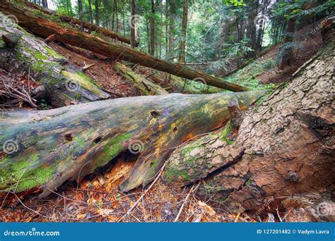 Old Fallen Trees In The Forest Stock Photo Image Of Colors Barking