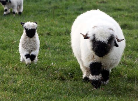 Valais blacknose sheep | Cute sheep, Animals, Valais blacknose sheep