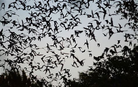 Bats Behaviour And Social Structure Wildlife Online