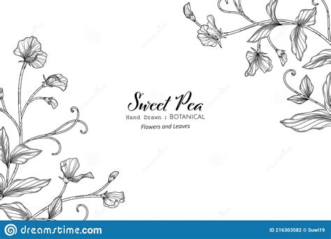 Sweet Peas Flower And Leaf Hand Drawn Botanical Illustration With Line Art Stock Vector