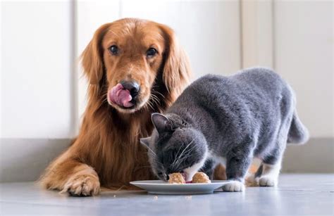 Puede Un Perro Comer Comida Para Gatos