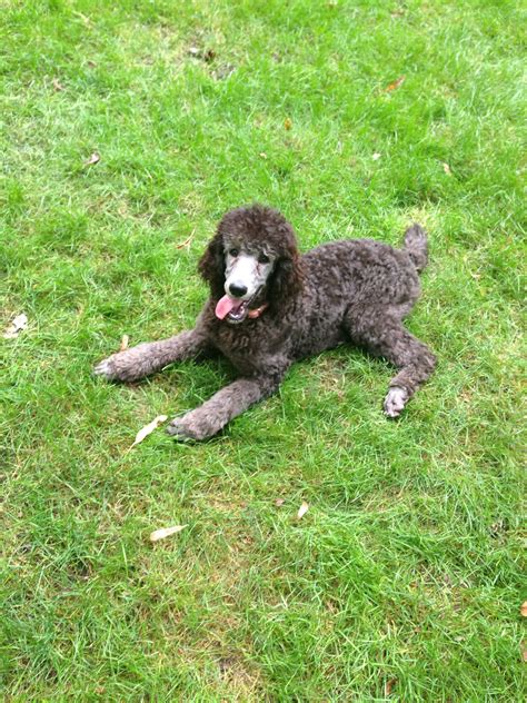 Silver standard poodle puppy