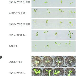 Phenotypes Of Transgenic Arabidopsis Constitutively Expressing Tps