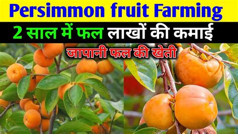 Persimmon Fruit Ki Kheti Persimmon Fruit Farming In India Japani Fal