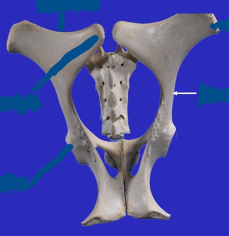 Equine Pelvic Limb Osteology Flashcards Quizlet