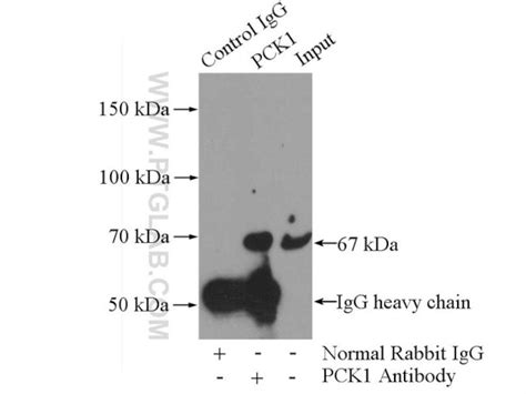 Pck1 Polyclonal Antibody 16754 1 Ap