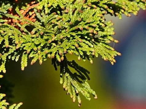 Techny Arborvitae Care Guide Plantly