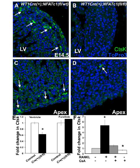 Wt1 Cre Nfatc1 Fl Fl Embryos Have Reduced CTSK Expression In The