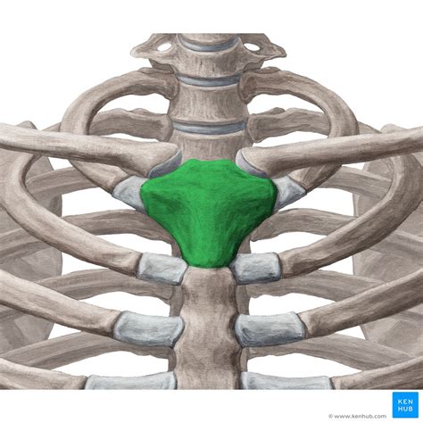 Manubriosternal joint: Bones, ligaments, movements | Kenhub