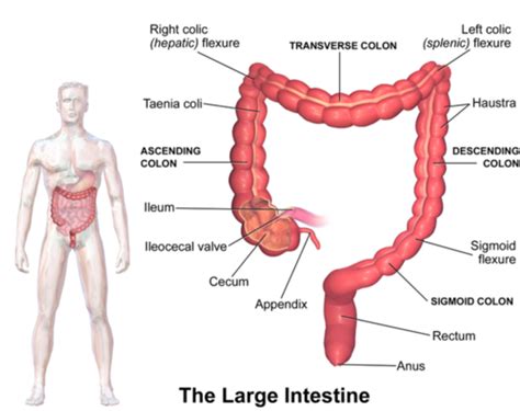 Colon Flashcards Quizlet