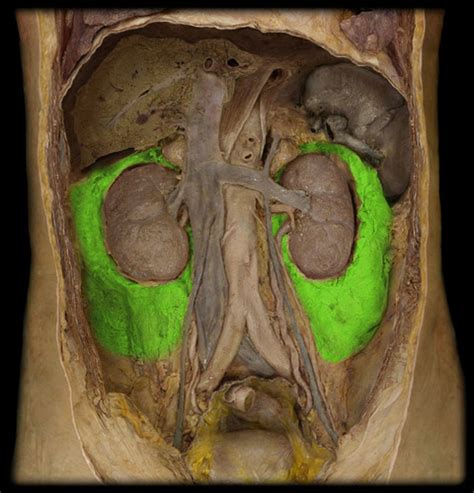 Lab Exam Apr Images Urinary System Structures Flashcards Quizlet