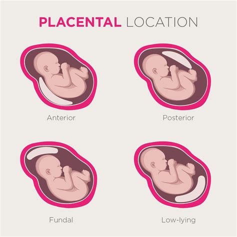 All About The Placenta Everything You Need To Know Artofit