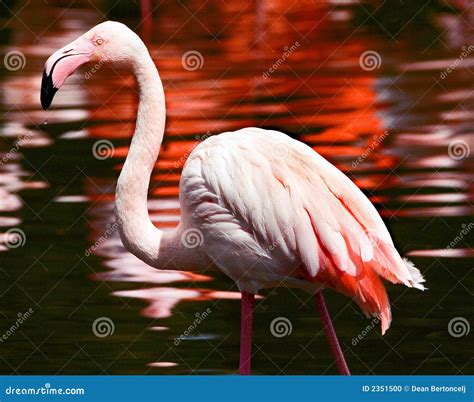 Flamengo stock photo. Image of watter, bird, wild, animal - 2351500