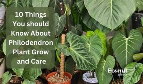 10 Things Have To Know About Philodendron Plant Grow and Care