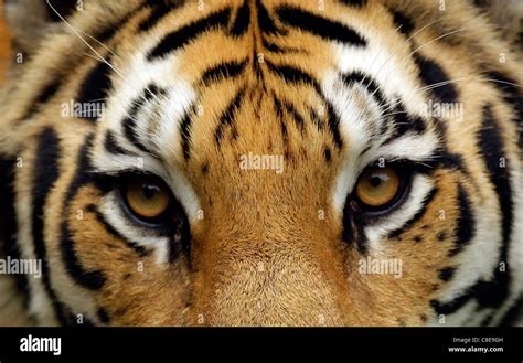 Tiger Eyes Stock Photo - Alamy