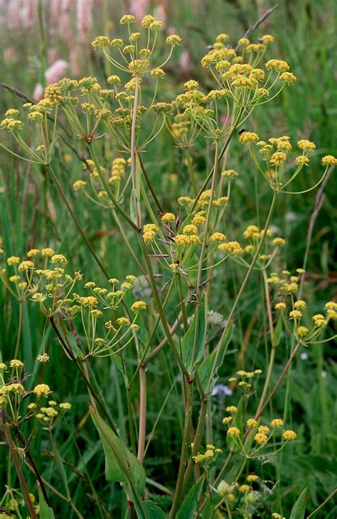 Flower Gallery :: Apiaceae :: 665_10