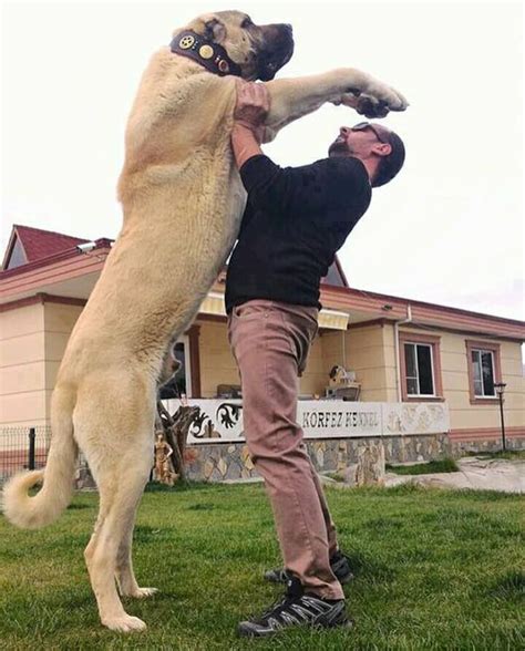 Kangal Dog - 9GAG