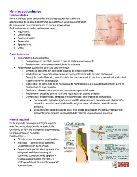 Anatomia Abdomen Udocz