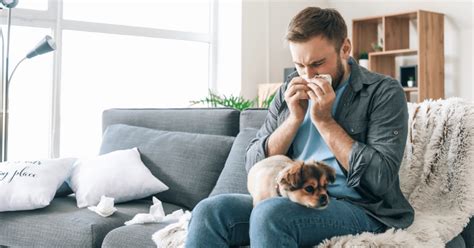 Understanding Pet Allergies Causes Symptoms And Treatment