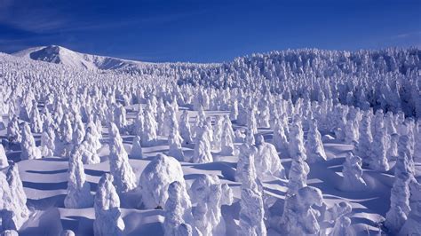 Snow Monsters On The Slopes Of Mount Za Japan Spotlight Photos