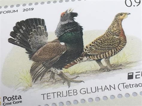 Montenegro 2019 Block 24 Europaausgabe Einheimische Vogelarten Birds