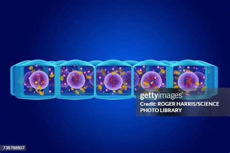 107 Simple Columnar Epithelium Stock Photos High Res Pictures And