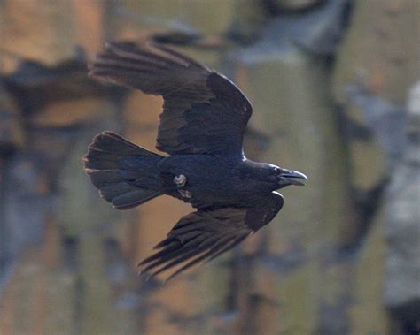 Common Raven | The Meadowlands Nature Blog