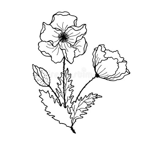 Fleurs De L Himalaya Du Pavot Illustration Eps D Actions De Vecteur