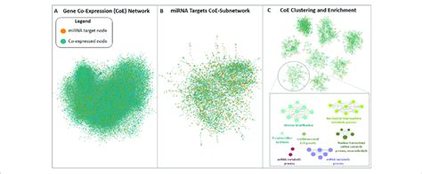 Medicago Truncatula Co Expression Network Construction And Analysis