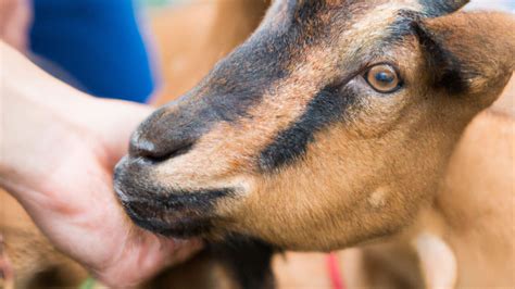 Fighting Barber Pole Worms In Goats And Sheep Pets And Homestead