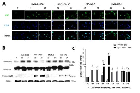 The Effect Of Ros On Subcellular Localization Of P53 In Myoblasts Under