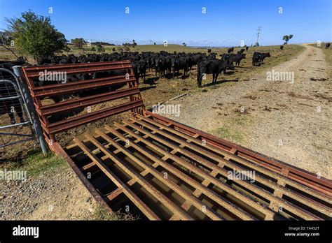 View Of A Cattle Grid Known As A Stock Grid To Prevent Livestock From