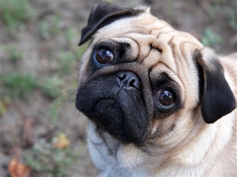 Cute Dogs: pug dog