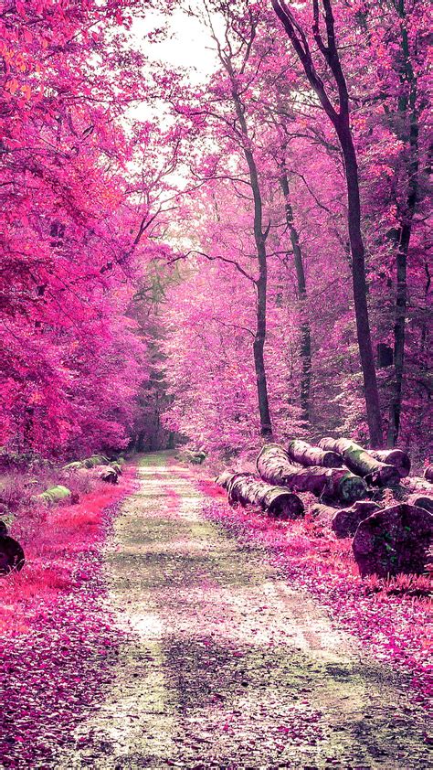 HD Pink Autumn Leaves Wallpapers Peakpx, 52% OFF