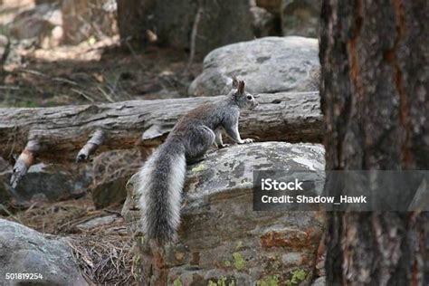 Alberts Squirrel On A Rock Stock Photo Download Image Now 2015