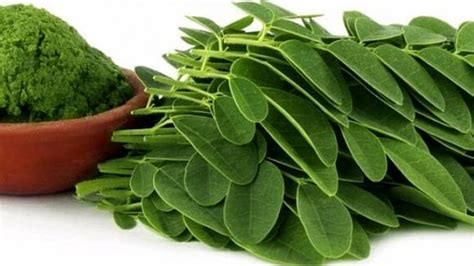 Propriet E Benefici Della Moringa Oleifera