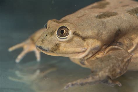 Titicaca water frog - BCA Zoo