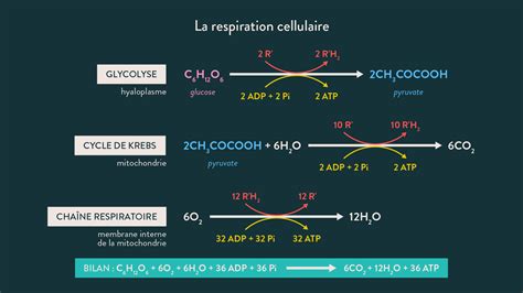 Schéma bilan La respiration cellulaire équations SchoolMouv