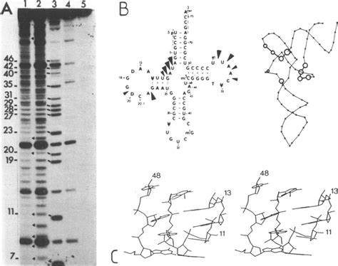 Modification Of Phosphates Of Trnaasp With Enu A Gel Electrophoresis